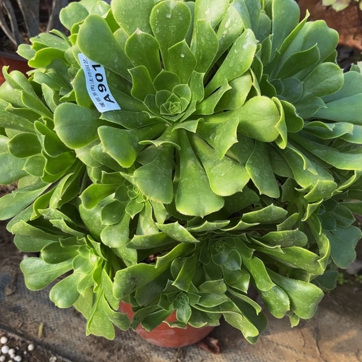 901绿羊多肉法师不包断枝