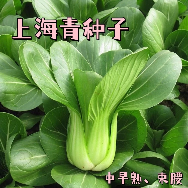 【全店满五包包邮】原种上海青种子农家菜园高产小油菜蔬菜种籽阳