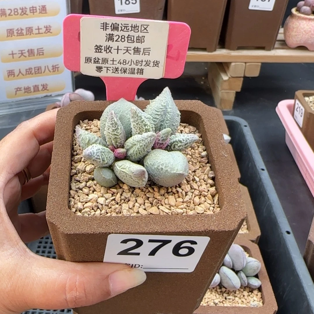 A***a276倒刺冰淇淋多肉植物