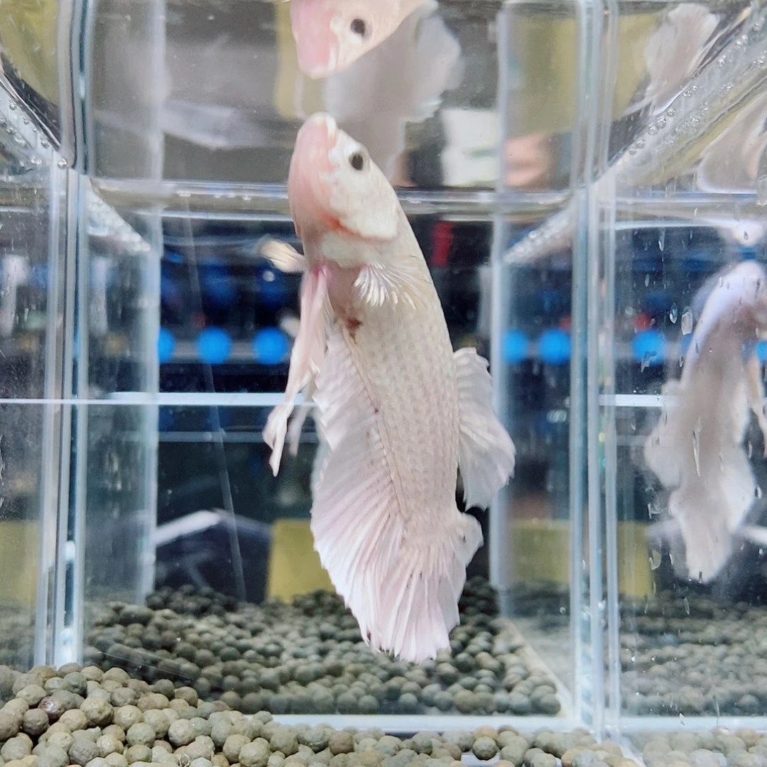 斗鱼黑242号a a a a