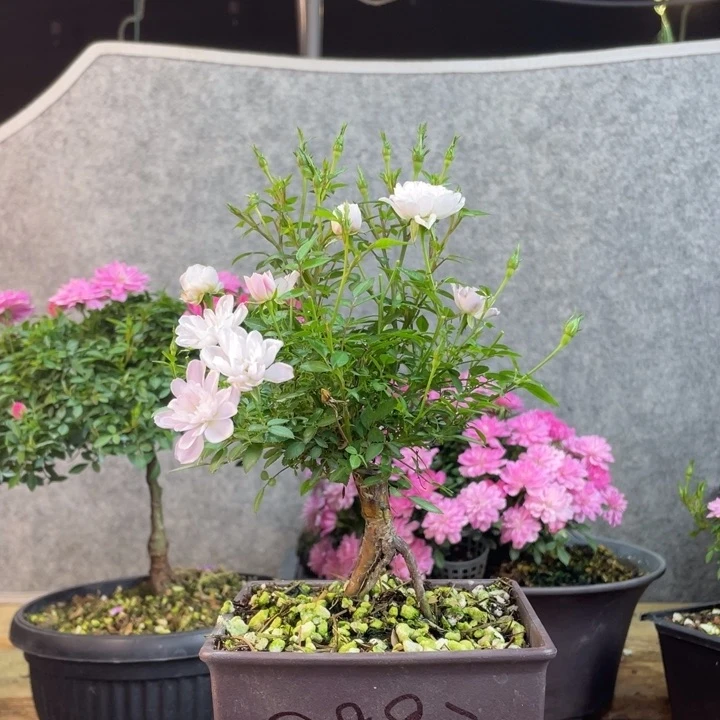 姬乙女哈哈哈哈哈