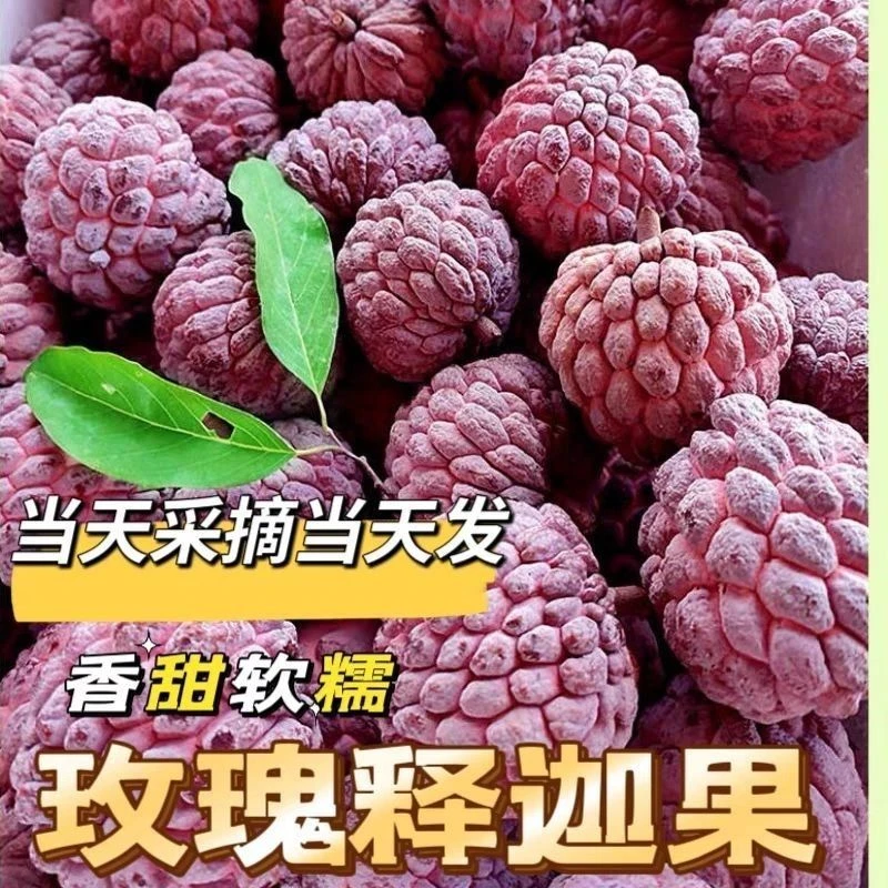 （顺丰空运）热带水果玫瑰红释迦果紫色网红红皮释迦果新鲜现摘现发