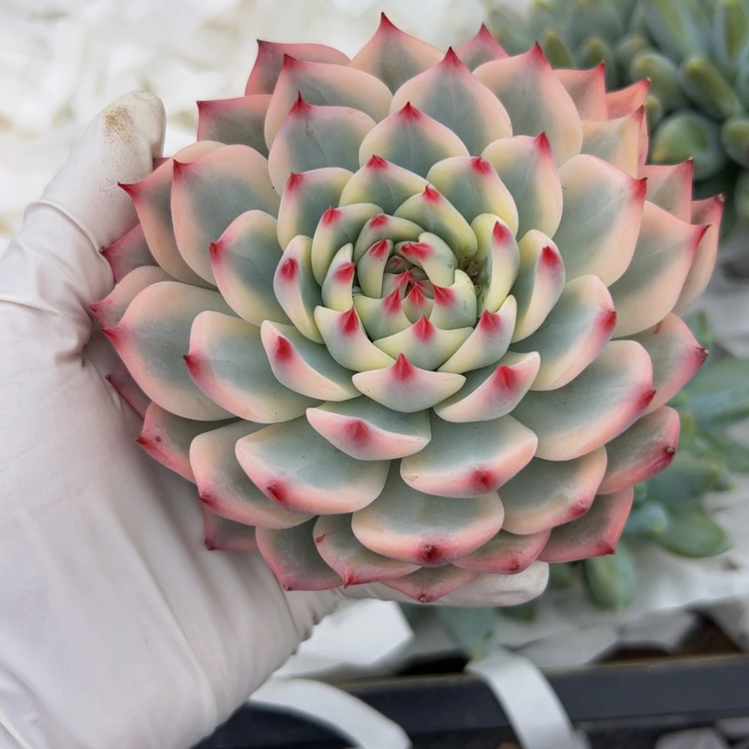 吃****吉娃娃锦多肉植物