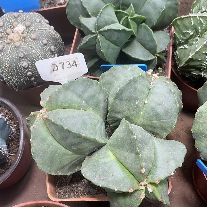 仙人球开花仙人球上