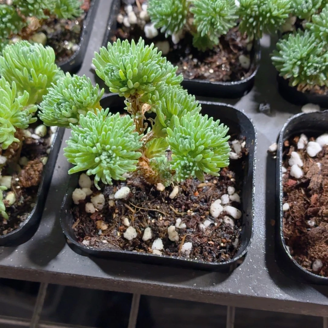 球松多肉9.9包邮发货