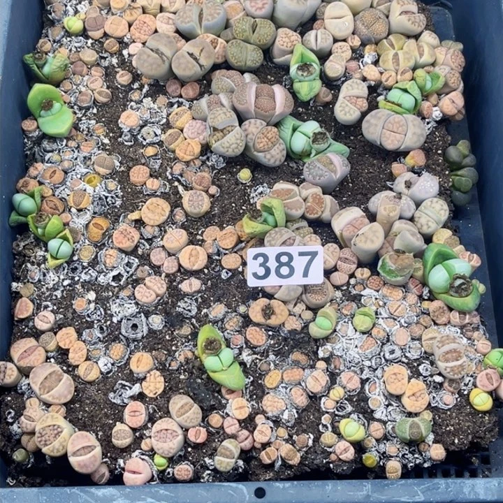 387 生石花一图如图带盆