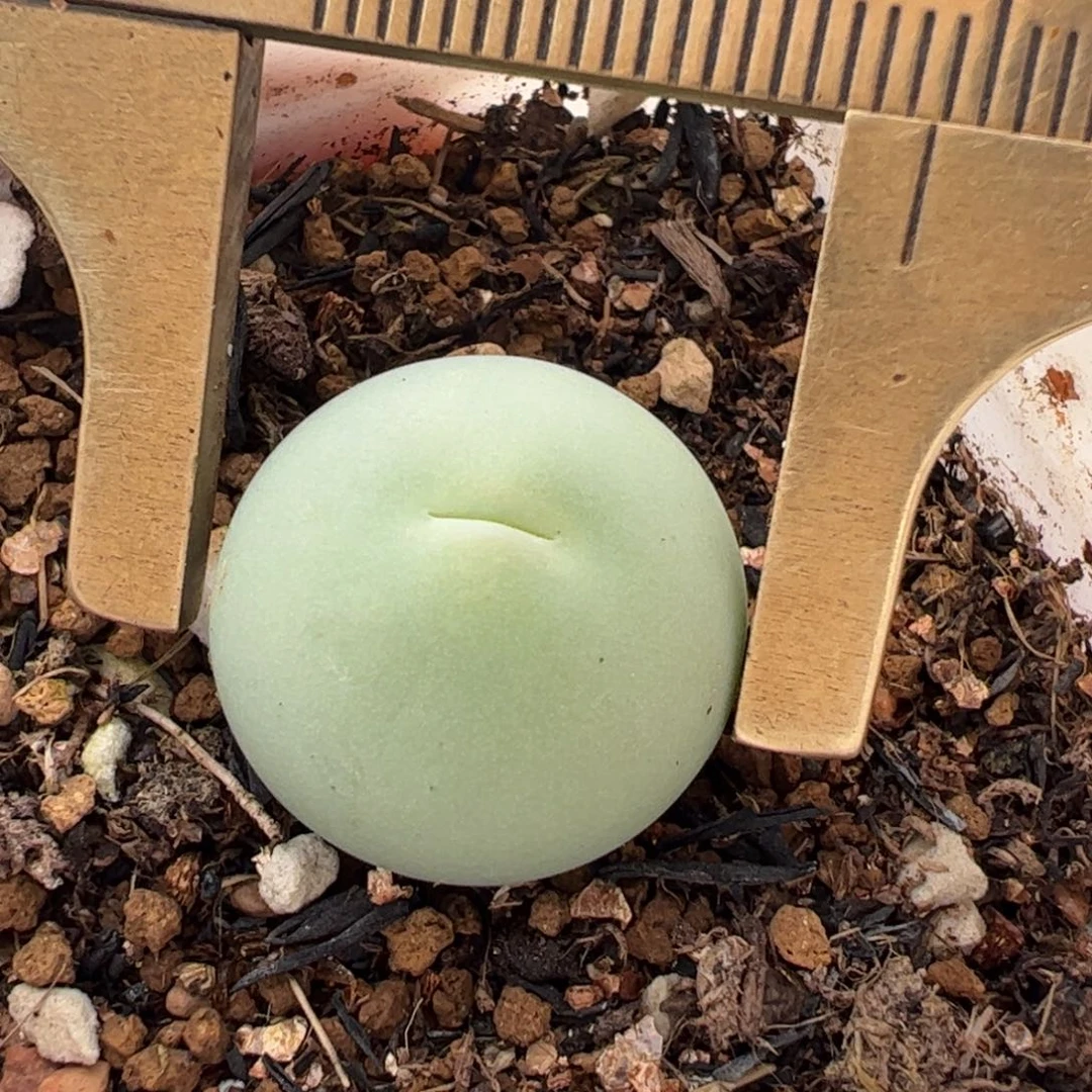 1.8厘米鸽子蛋母本多肉