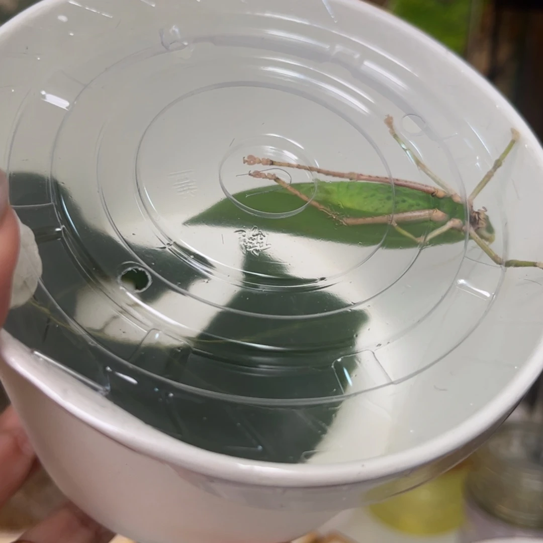 人工素背拍拍拍拍