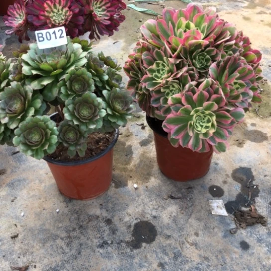 法师多肉植物张****?法师012