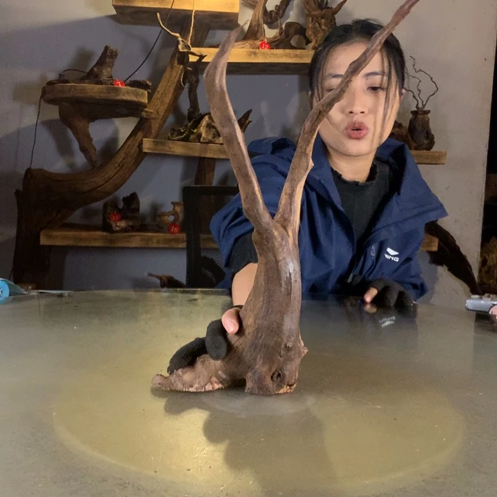 一***树天然的的云南紫柚木会黄水