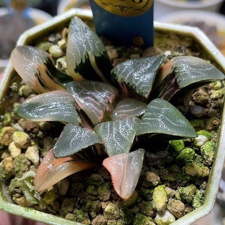 638无欲则刚克锦福利