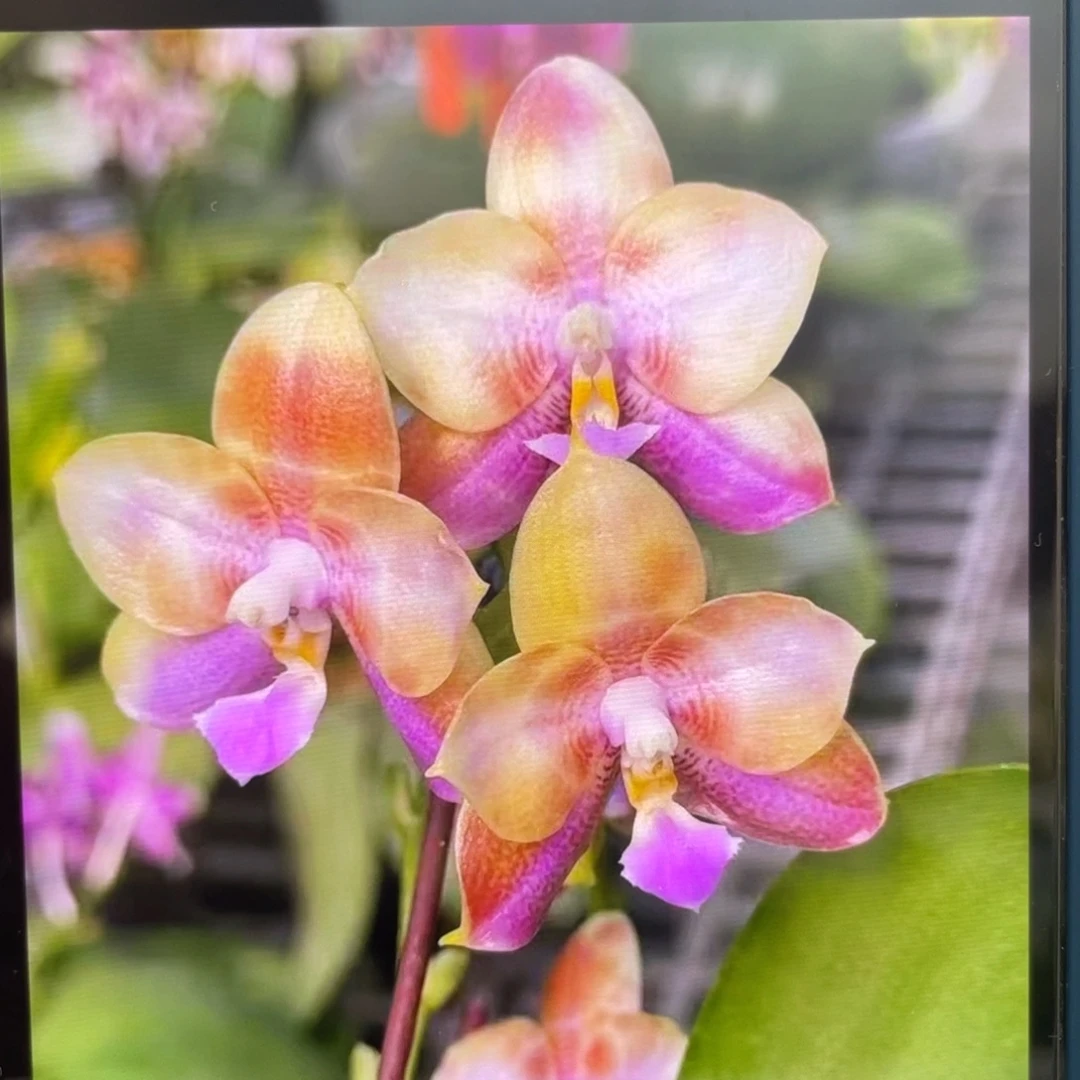 完全开放功夫，分生，2.5杯苗