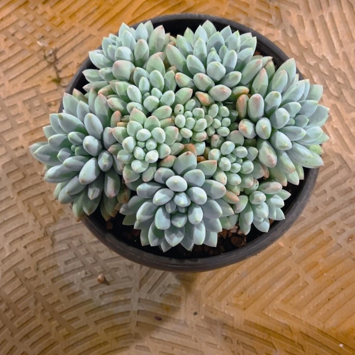 一***爱大叶奶糖自然群一生挚爱专拍