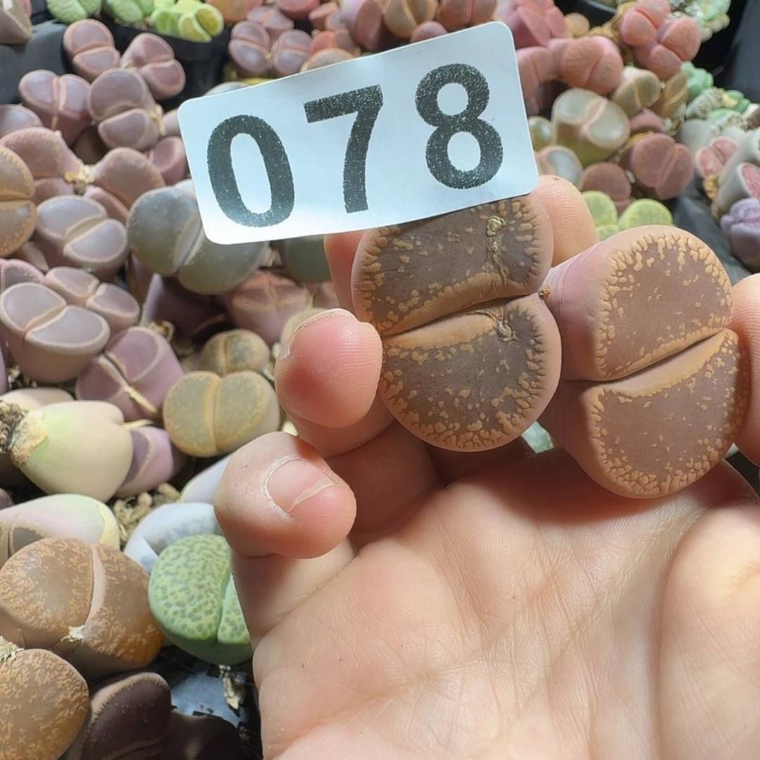 生石花一物一拍078