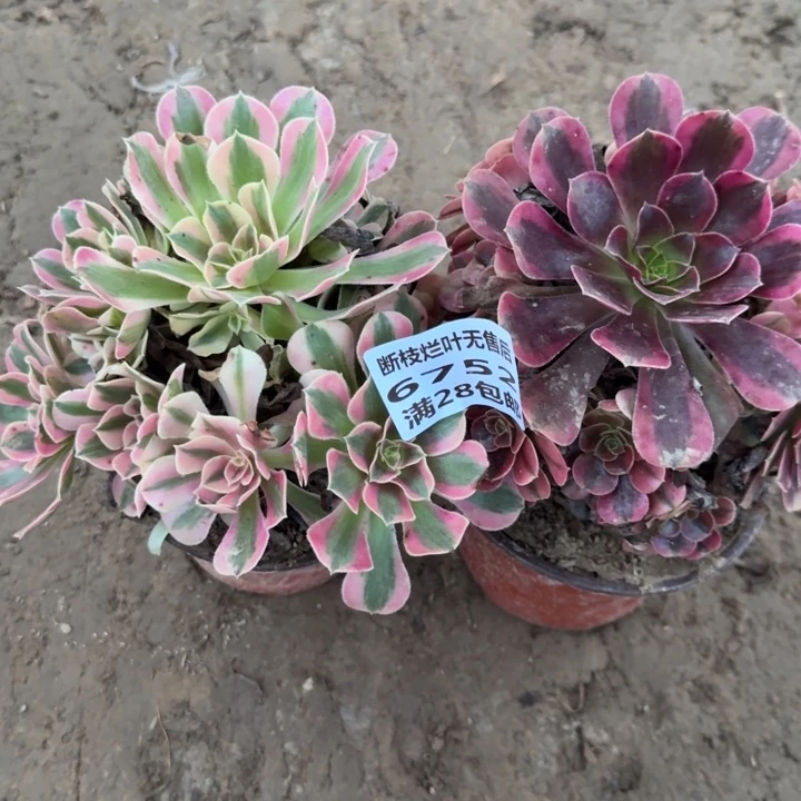 6752二号棚两个组合D