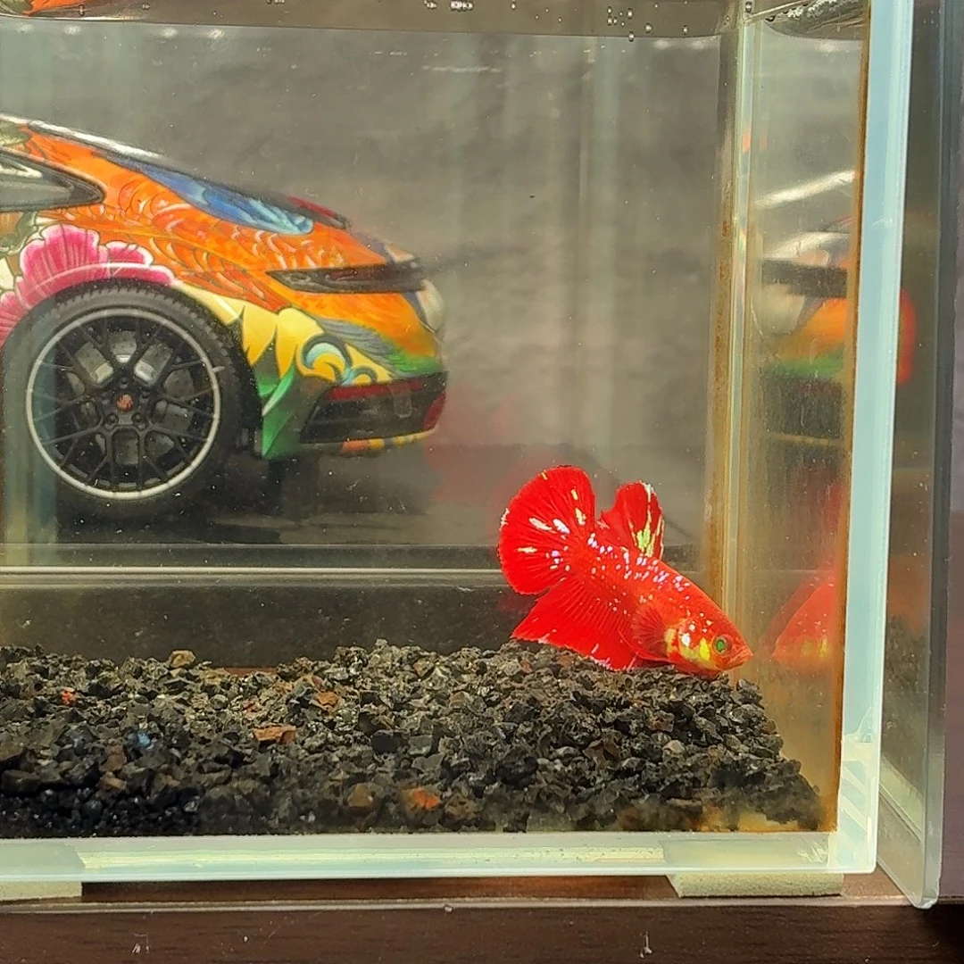 斗鱼彩金红魔将军