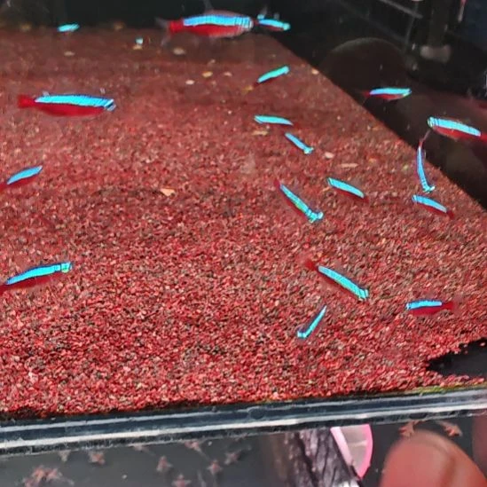 鼠鱼宝莲灯2.0  顺丰10只