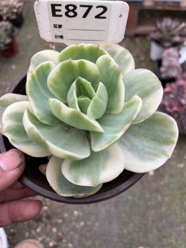 鸡蛋碧桃锦872多肉一物一拍