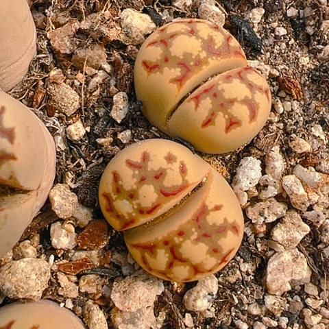 【闪购商品】25788