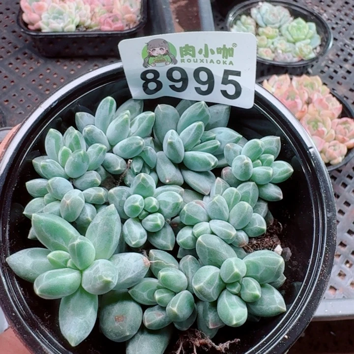 多肉植物多肉植物