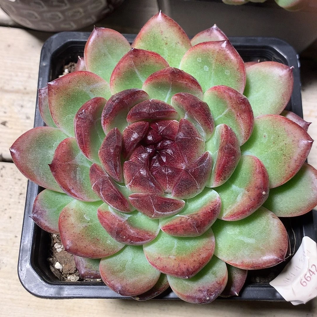 6642重庆森林多肉一颗12.5厘米