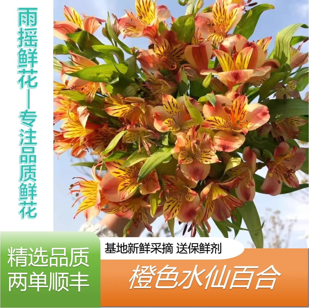 【橙色水仙百合】基地直发任意拍两单顺丰 插花 鲜花直播间现场卖花