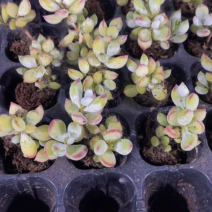 3颗小打磨3颗一组