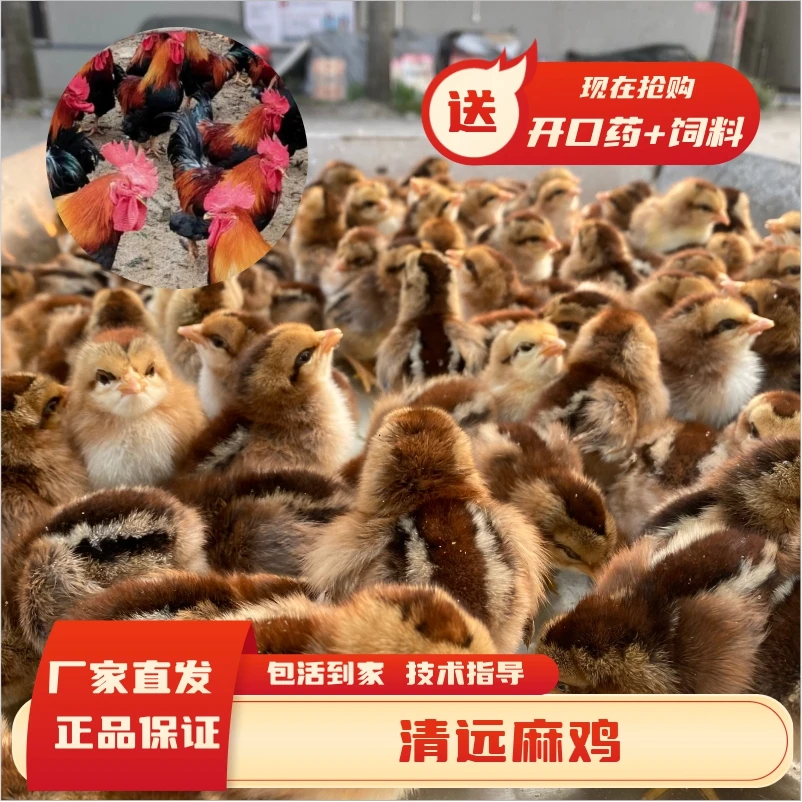 正宗清远麻鸡本地土鸡宠物活体发货顺丰包邮