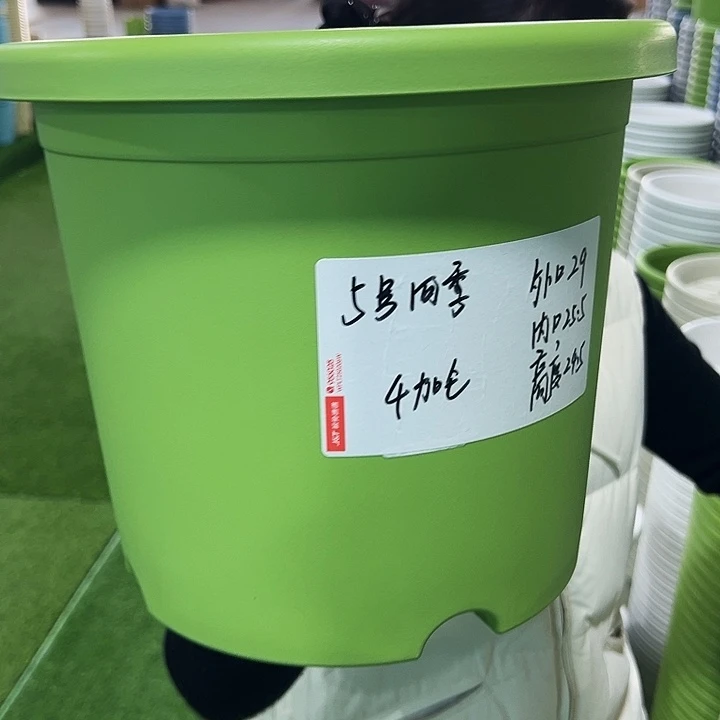 特价5号四季口29高24.5果绿无托5只
