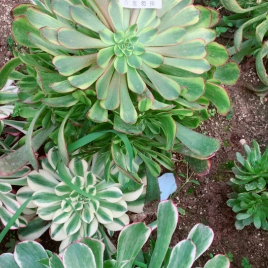 多肉植物351多肉