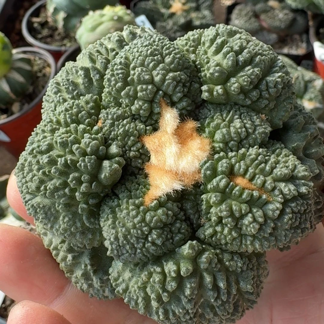 【闪购商品】大尤密尤哥斯拉萝卜根330