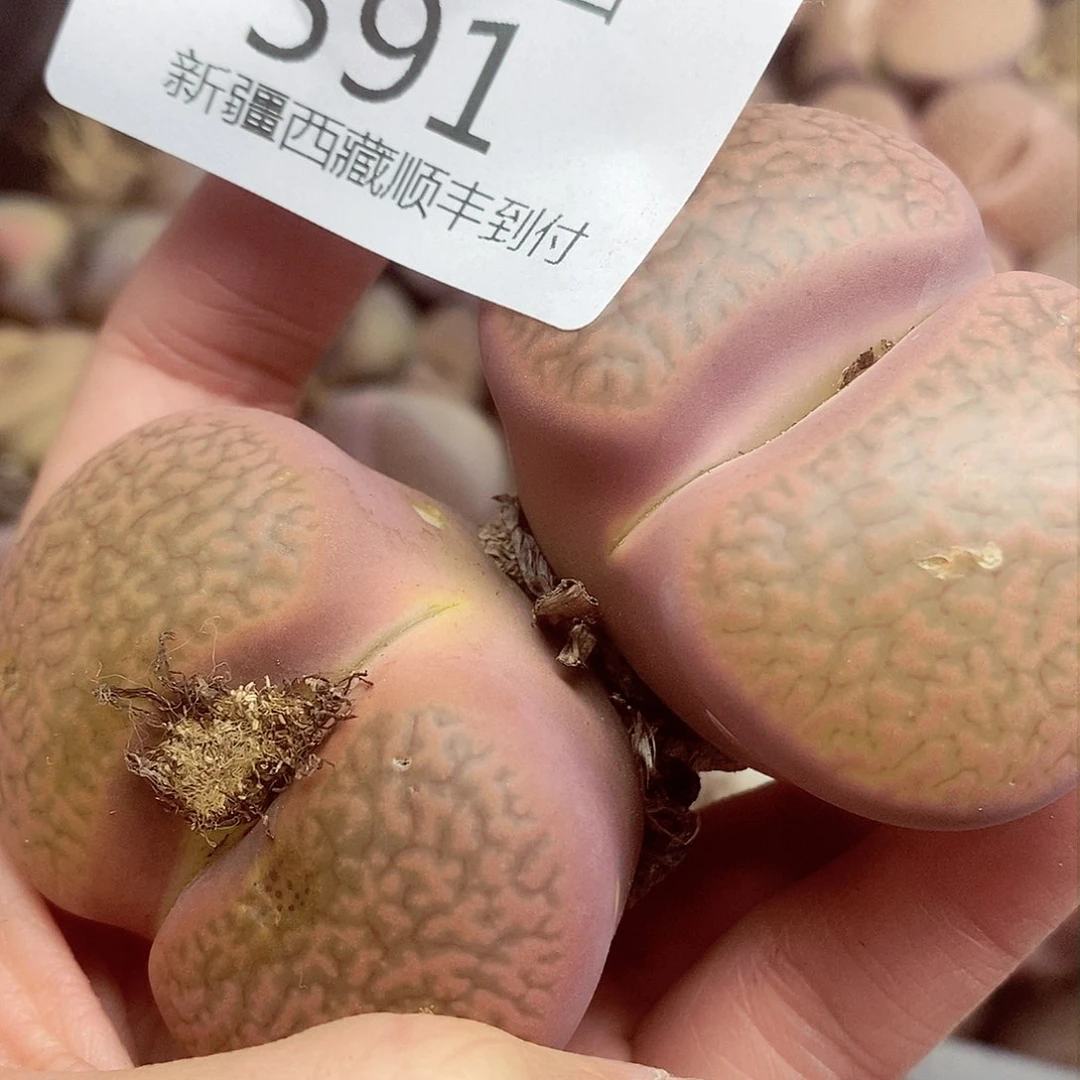 我还想和他们出去逛逛591