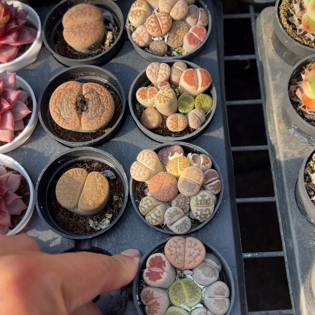 生石花拼盆一盆量拍多肉满18元包邮下午发货