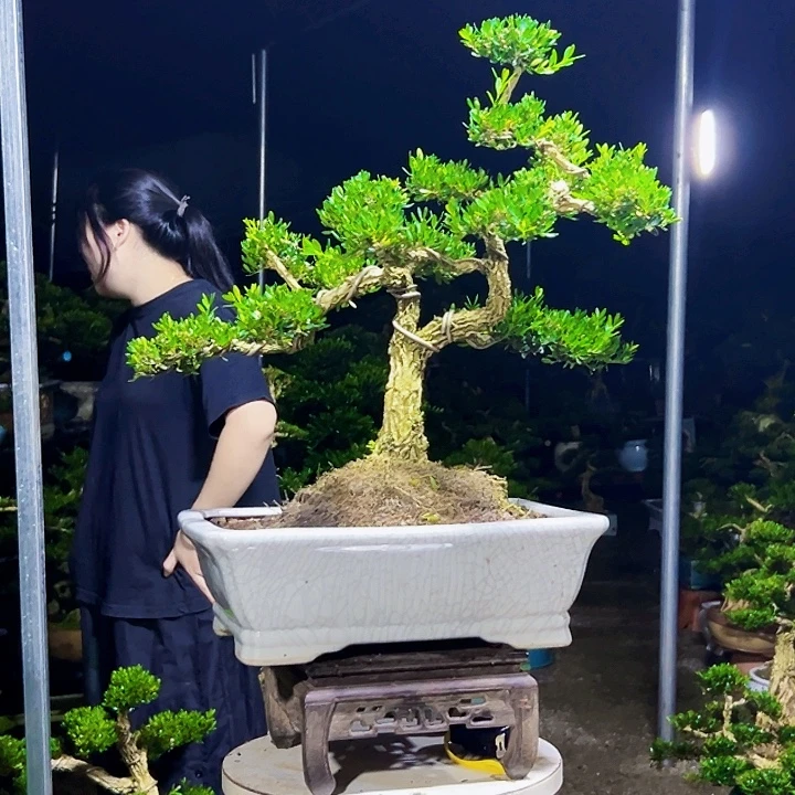 无花朵黄杨木