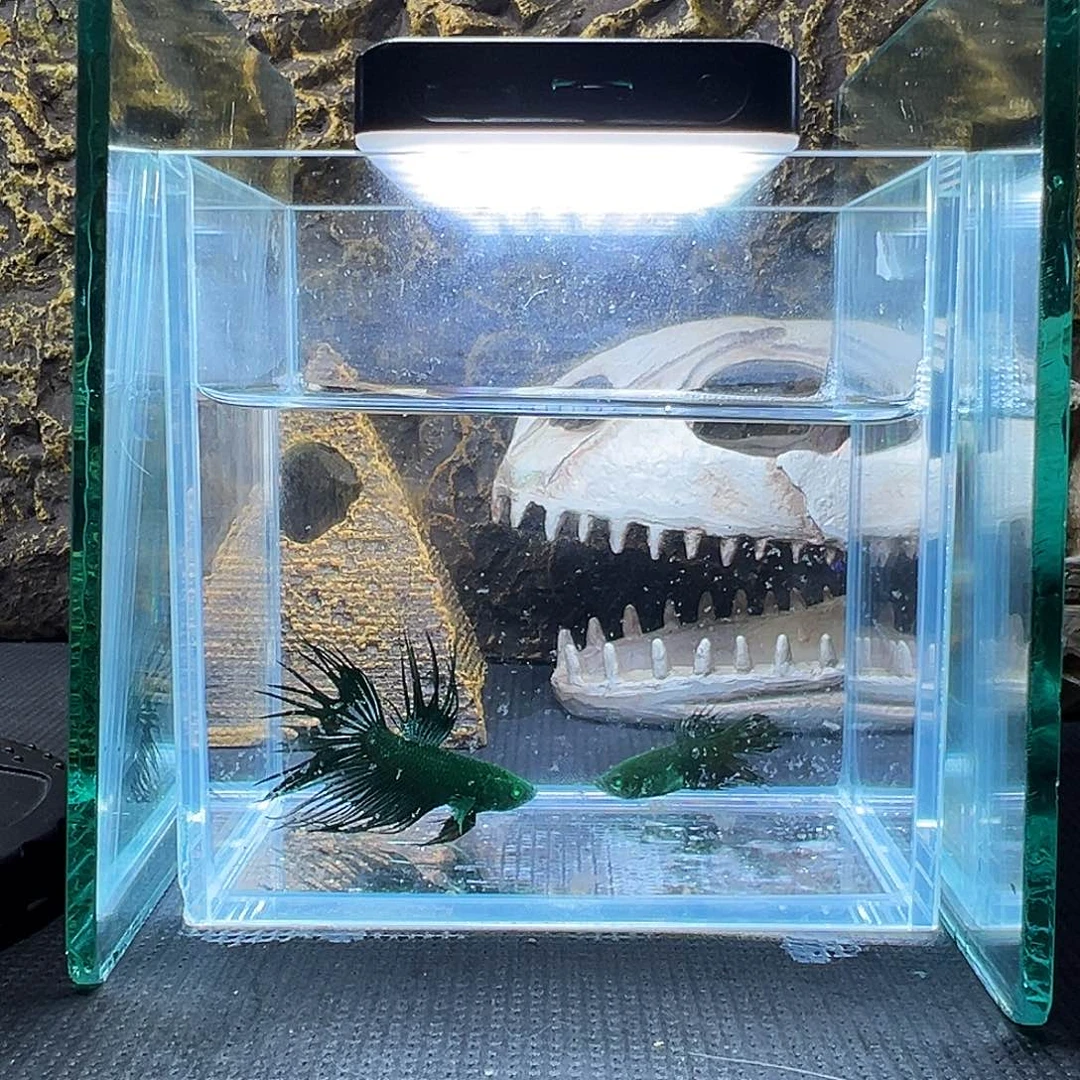 斗鱼精品精品精品精品精品精品