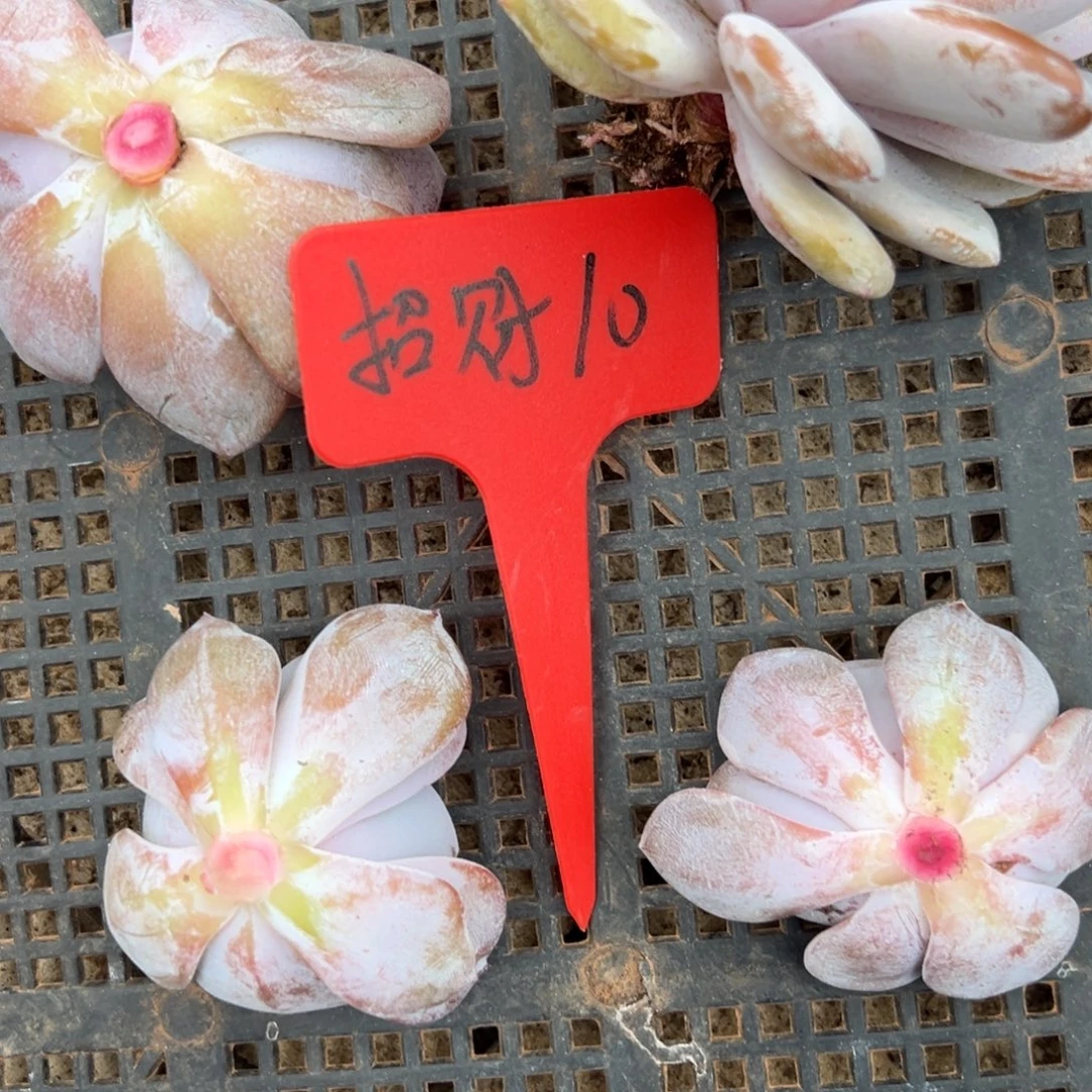 招***宝招财 10。