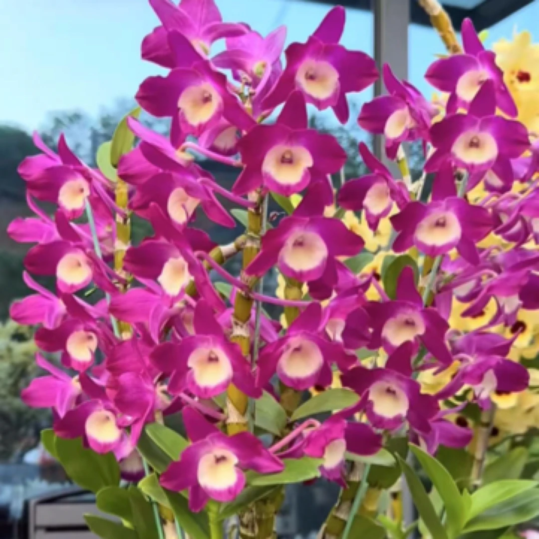 红梦幻 春石斛 阳台窗台可种植好养花香