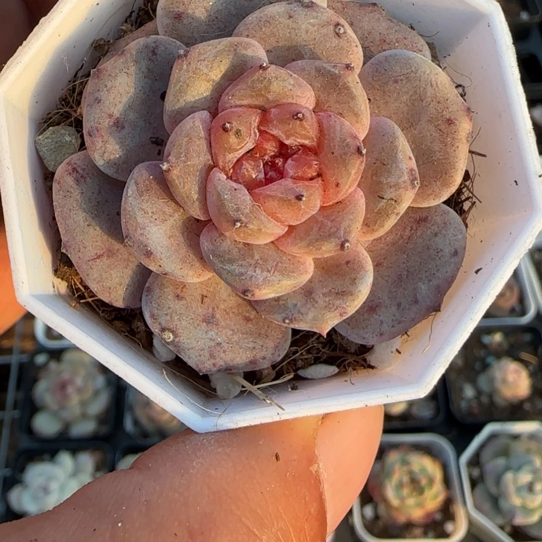 多肉小卡拉米糖心一物一拍