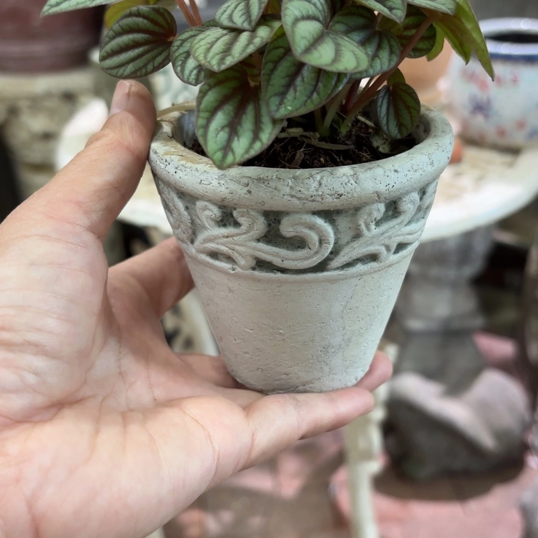 许纯的花房 顾虑小盆