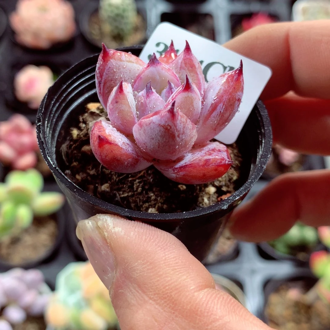 5厘米盆精控多肉3171