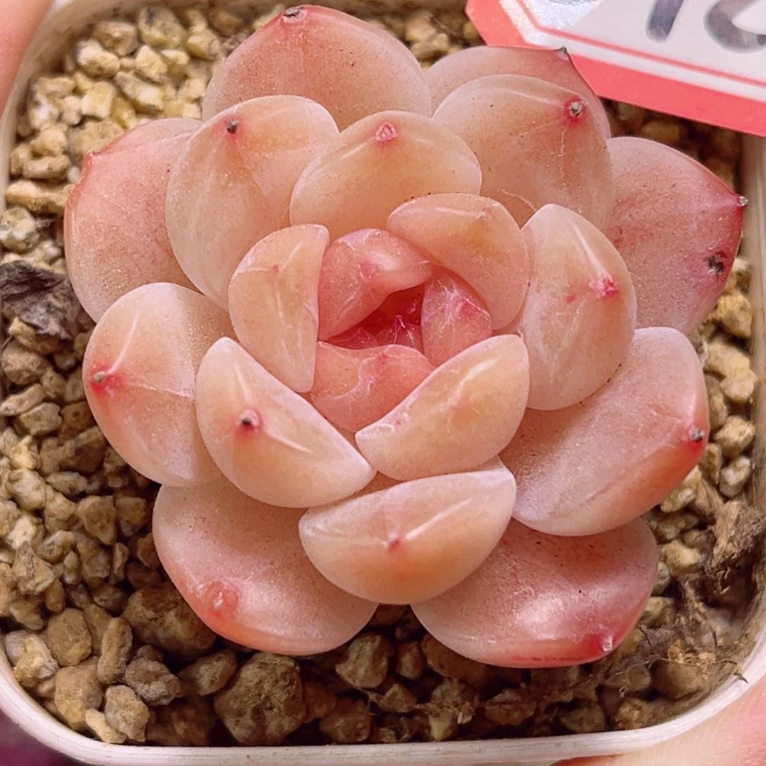 E720 一物一拍 精控冰魄