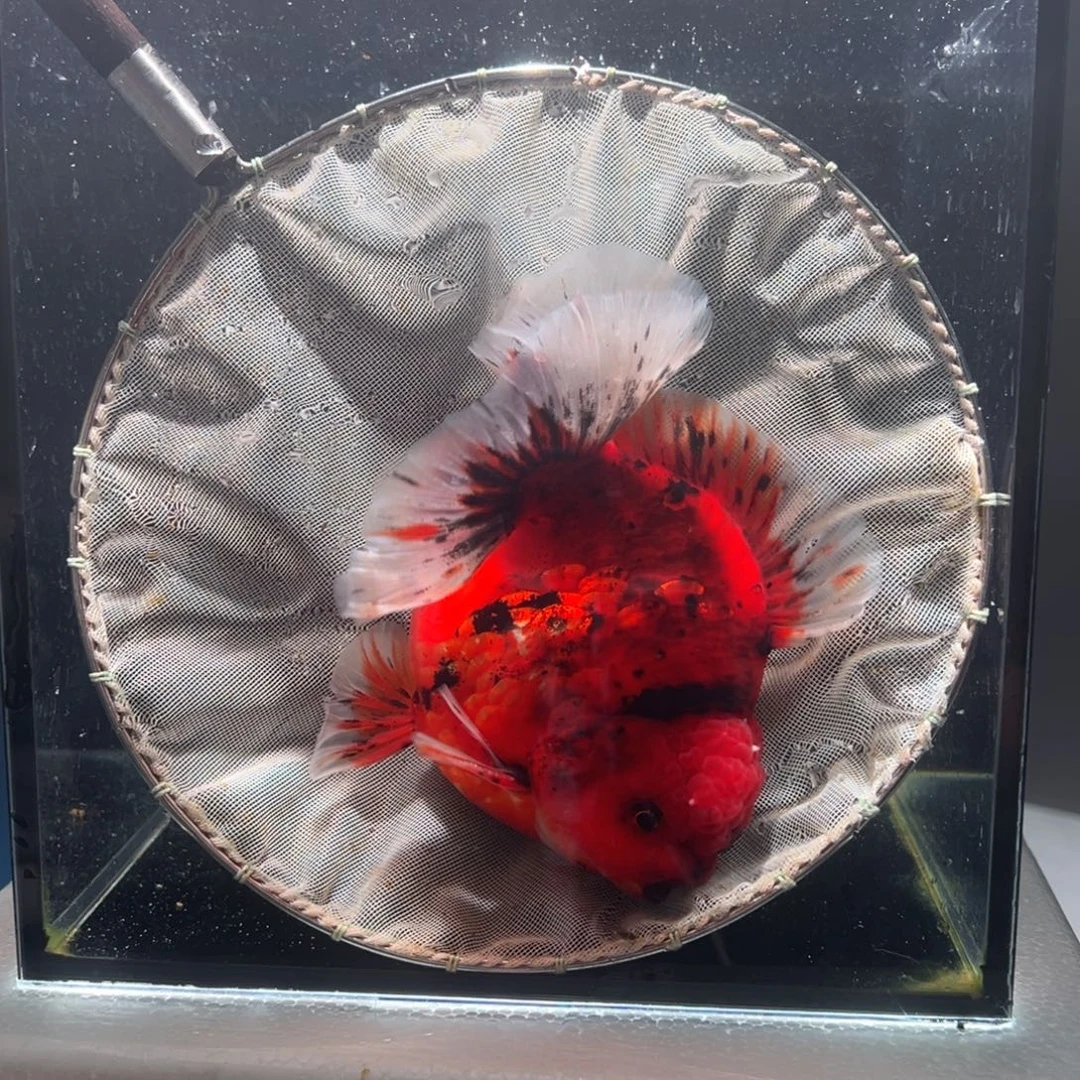 金鱼开衩折尾029。  9999999999