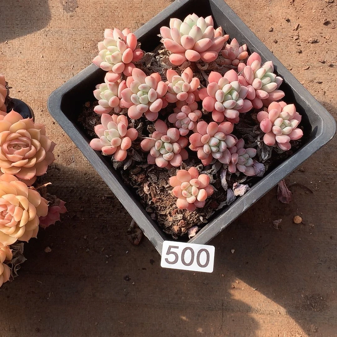 500 一物一拍多肉