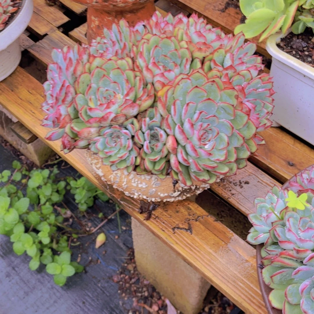 瑶***多肉植物保护研究所所长的
