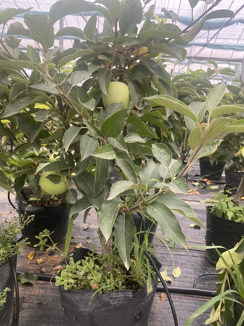 红将军花园植物盆栽（正常季节青果发货，路上掉果接受再拍）