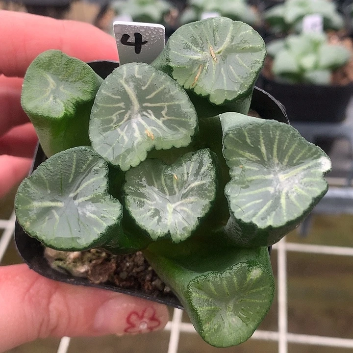 4号南亚之星万象一物一拍