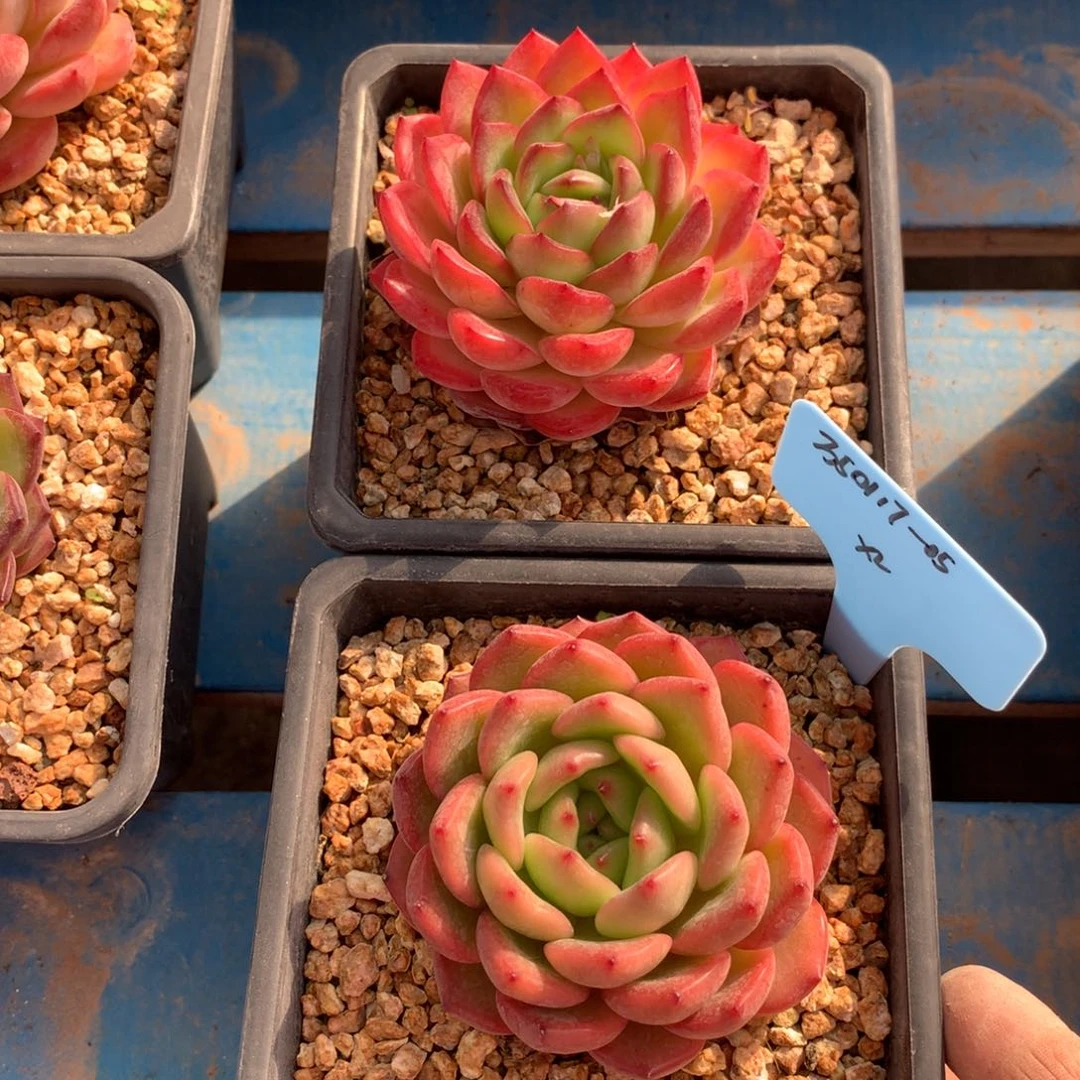 婷*Z350117-05宝可梦2