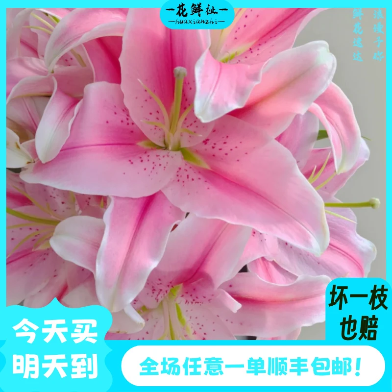 花鲜祉【多头索尔邦3枝】全场任意1单新鲜包邮到家次日达