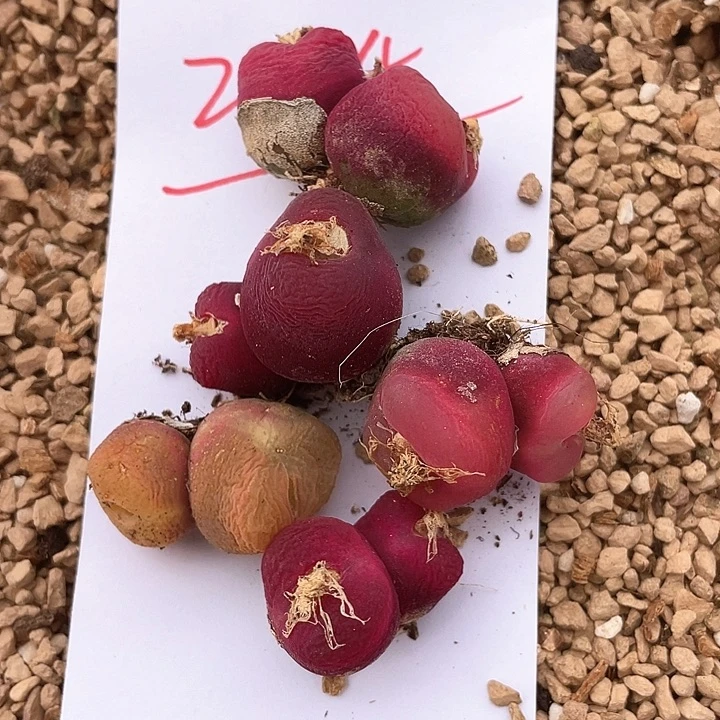 丫*224。  五颗双头。