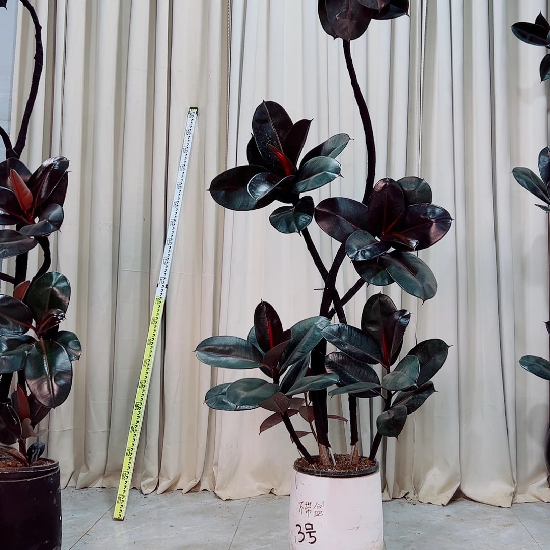 500平平安安健健康康